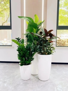 巧妙运用杭州湾花木租摆设计，装点美好家园